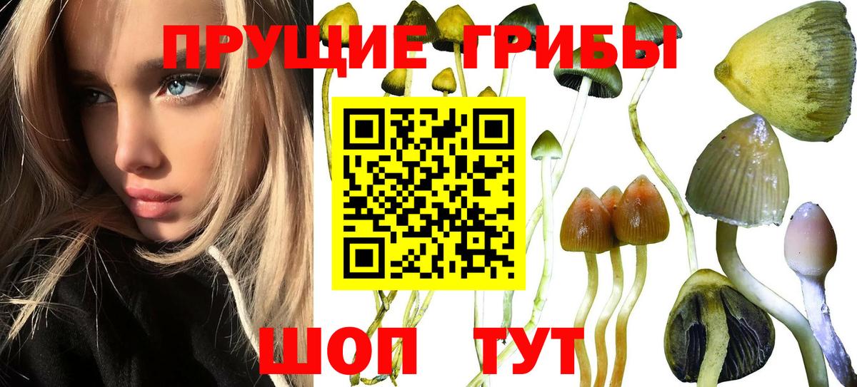 Галлюциногенные грибы Magic Shrooms  купить наркотик  Красноуфимск  Вход с VPN  Галлюциногенные грибы Psilocybe 